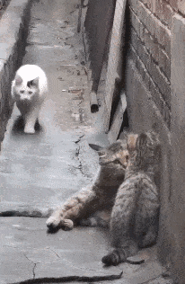 a8cb2403f63340b999cc702cea5c0b0f.gif