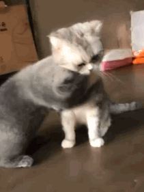 664e74b07bfe2577a1d1d3f8f12f98d8.gif