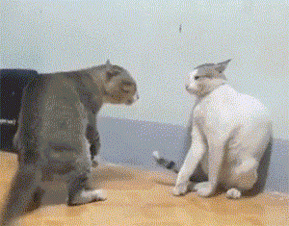 ca7313b4785b76e9.gif