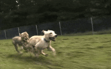 8dde1d7e77b148a8af3366d85ee781de.gif