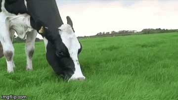 eatgrass8.gif