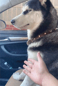 ed1a9067884748d1806476924b54bd30.gif