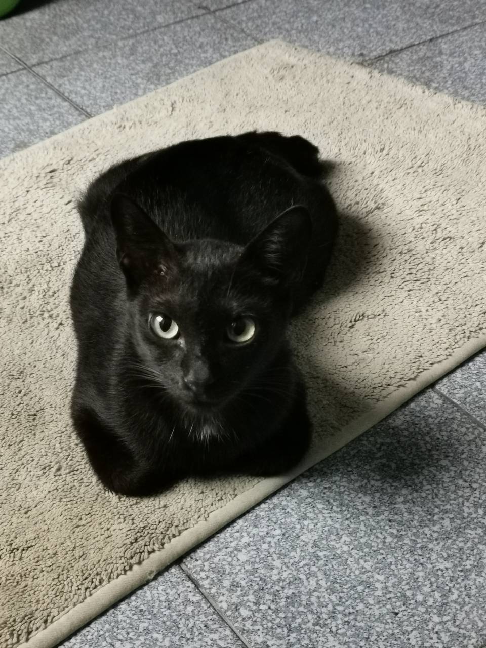黑猫