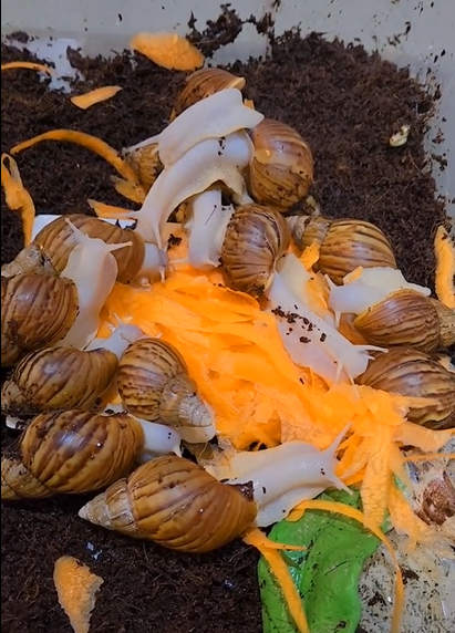 白玉蜗牛成体