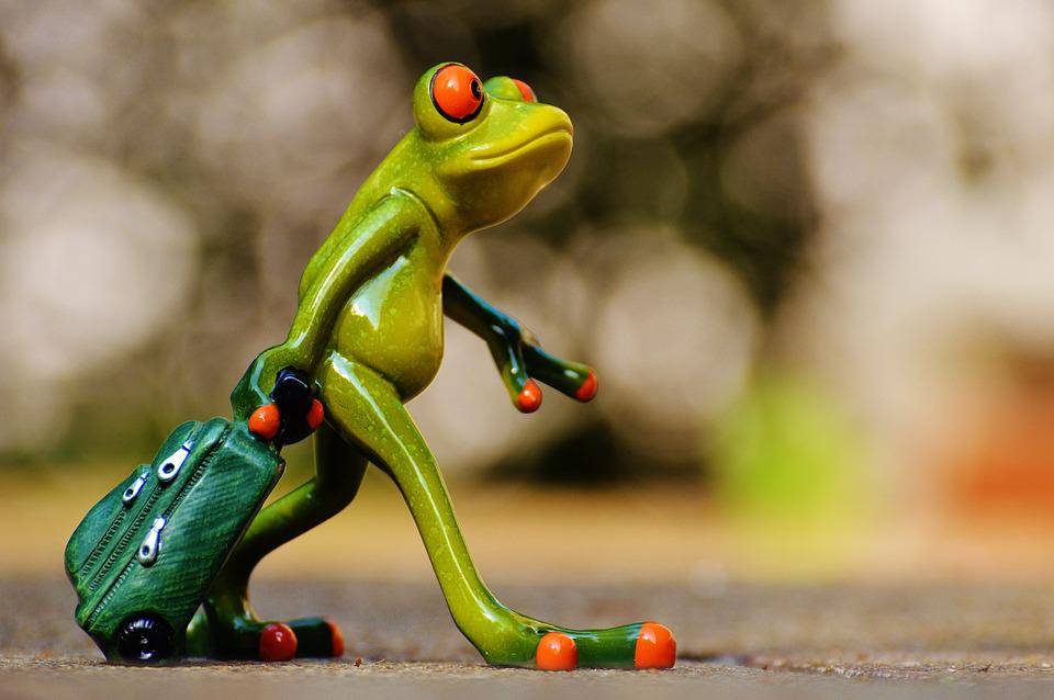 frog-1033313_960_720.jpg