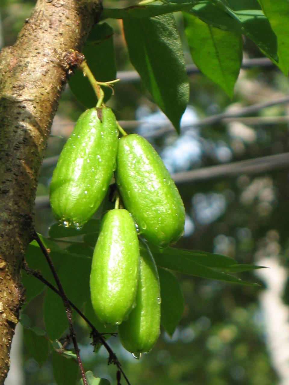 Averrhoa_bilimbi_fruit_by_Sugeesh.jpg