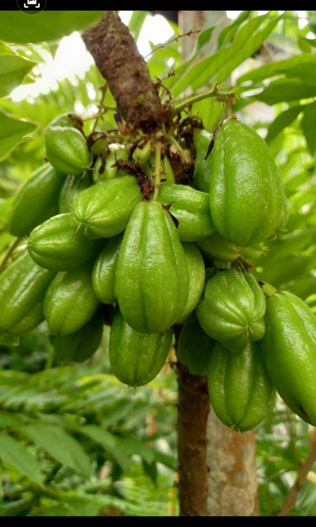 organic_belimbing_buluh_1635345816_d1a410e7_progressive.jpg