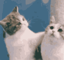 000.gif
