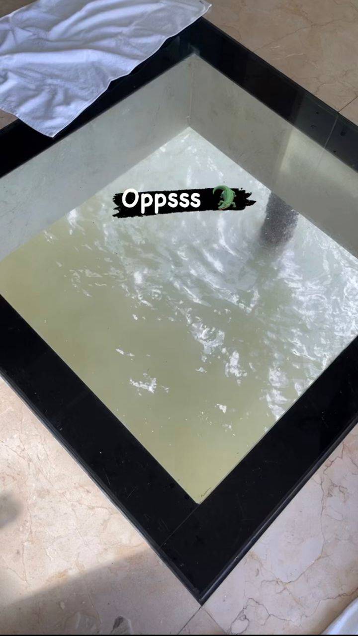 鳄鱼在吗
