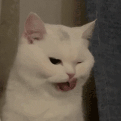 00.gif