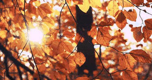 7.gif