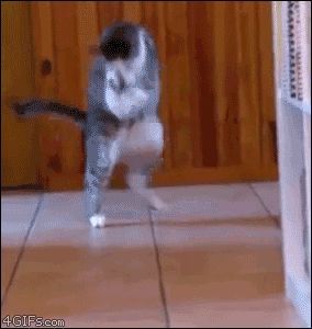 24Wu.gif