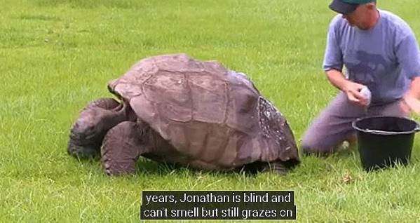 1832年孵化！全球最长寿象龟过「190岁生日」　将连开3天生日趴