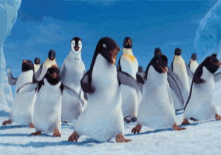 5.gif