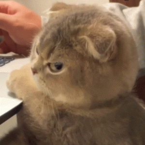 62814e34385f6q6I.gif