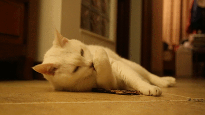 20170407一只因木天蓼兴奋的猫.gif