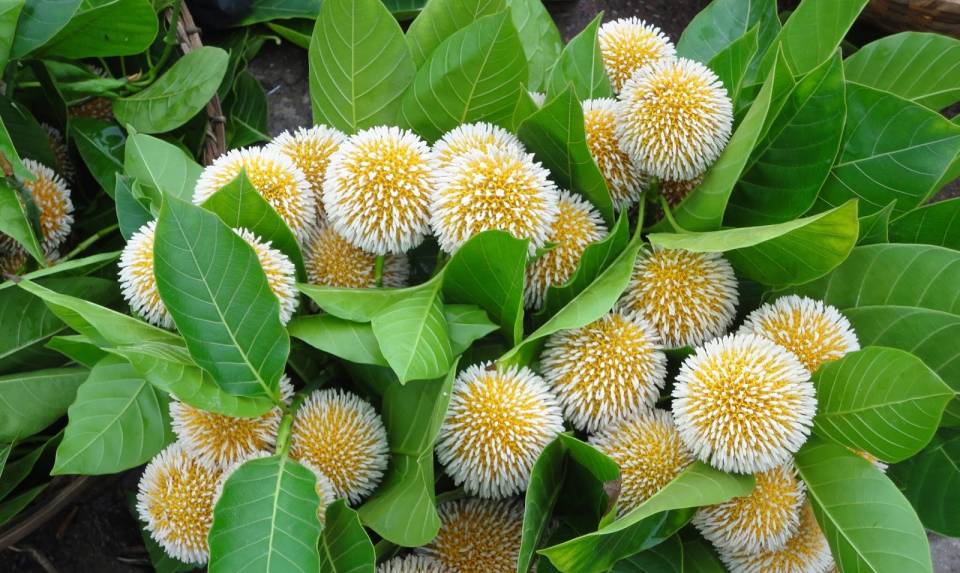 Neolamarckia_cadamba_03.JPG