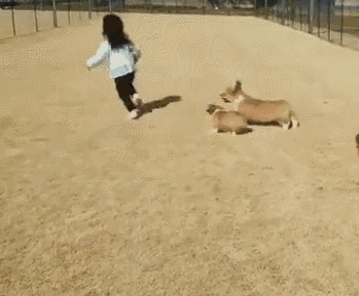 6.gif