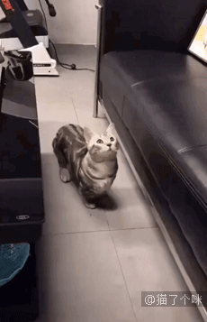k7hS4Kn3n6Y2gWJCBiYiHnPfTmrr=gebWOyLAVEpf7E0m1541737271219.gif
