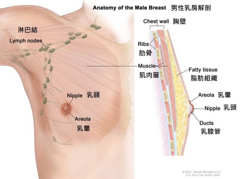 乳房癌症.jpg