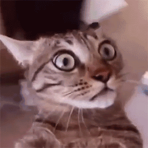 1a54-06be320ca135d69d21c811f061993e49.gif