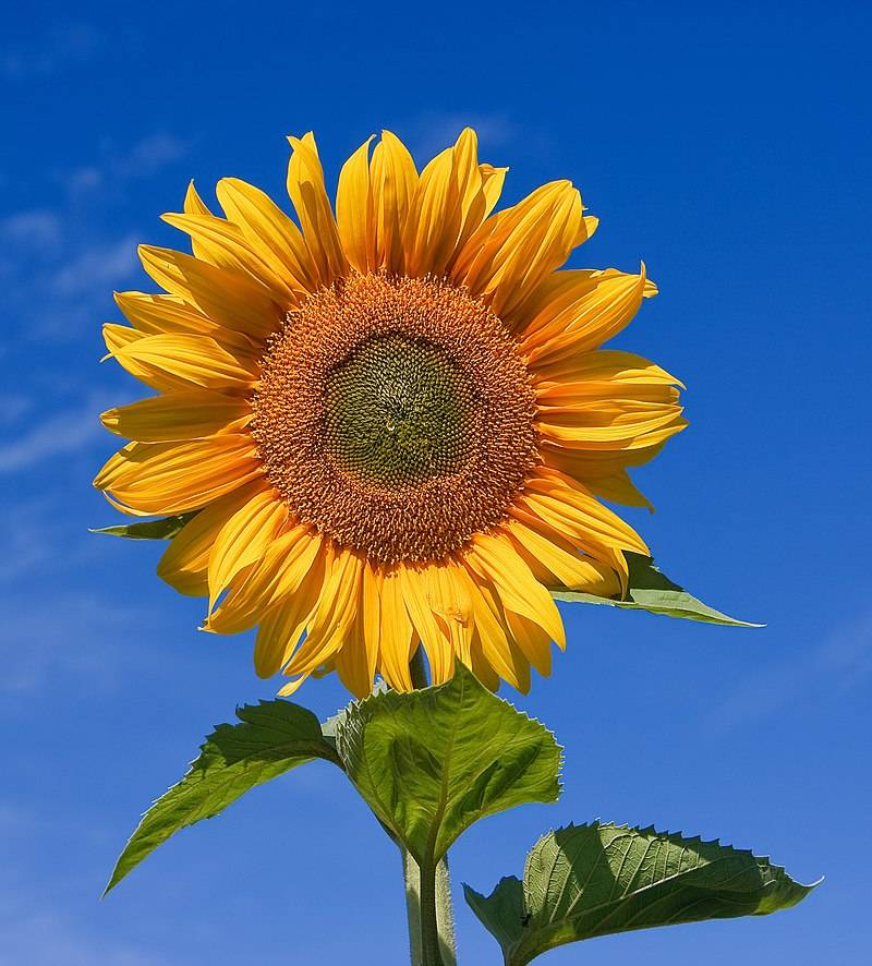 Sunflower_sky_backdrop.jpg