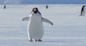 6.gif
