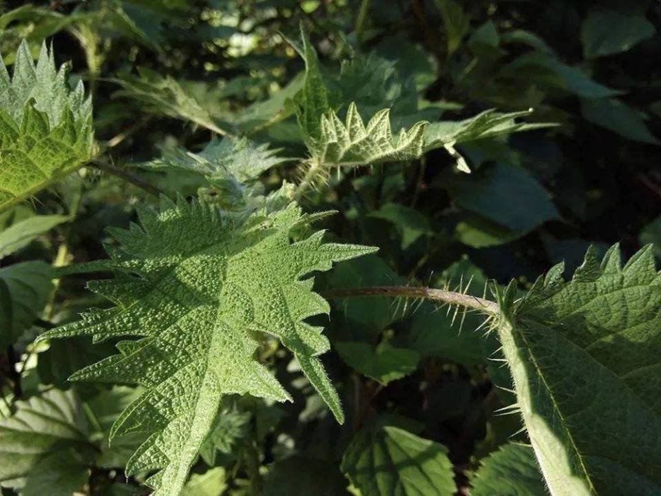 f51bca5535254b098d65efb74eafcc0c.jpeg
