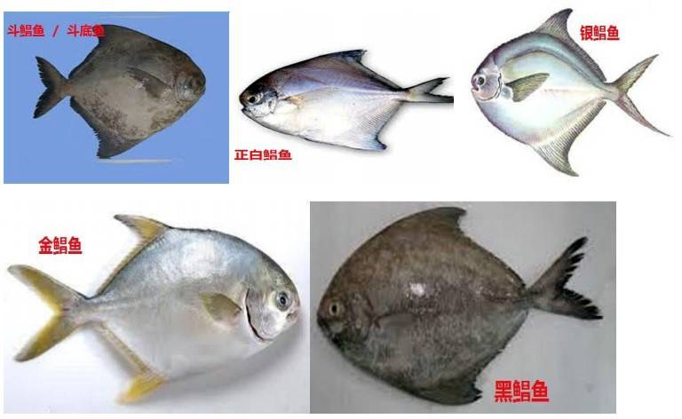 pomfret2配图.jpg