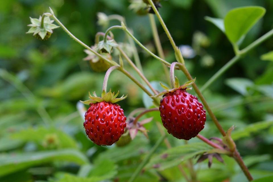 wild-strawberry-1479575_960_720.jpg