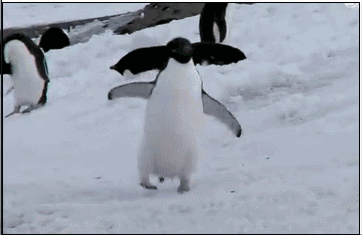 ff36732df9e662d3.gif