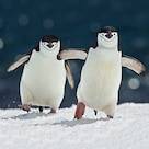 ADULTS_CHINSTRAP_PENGUIN-PROFILES_KIDS_0123_square.jpg