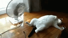v2-fe80056cd3b18463691d1879439d8df3_b.gif