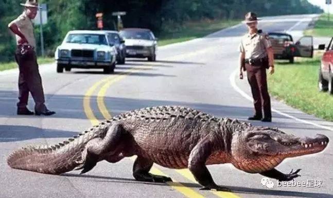 佛州男子公路上撞鳄鱼翻车后不幸身亡.jpg