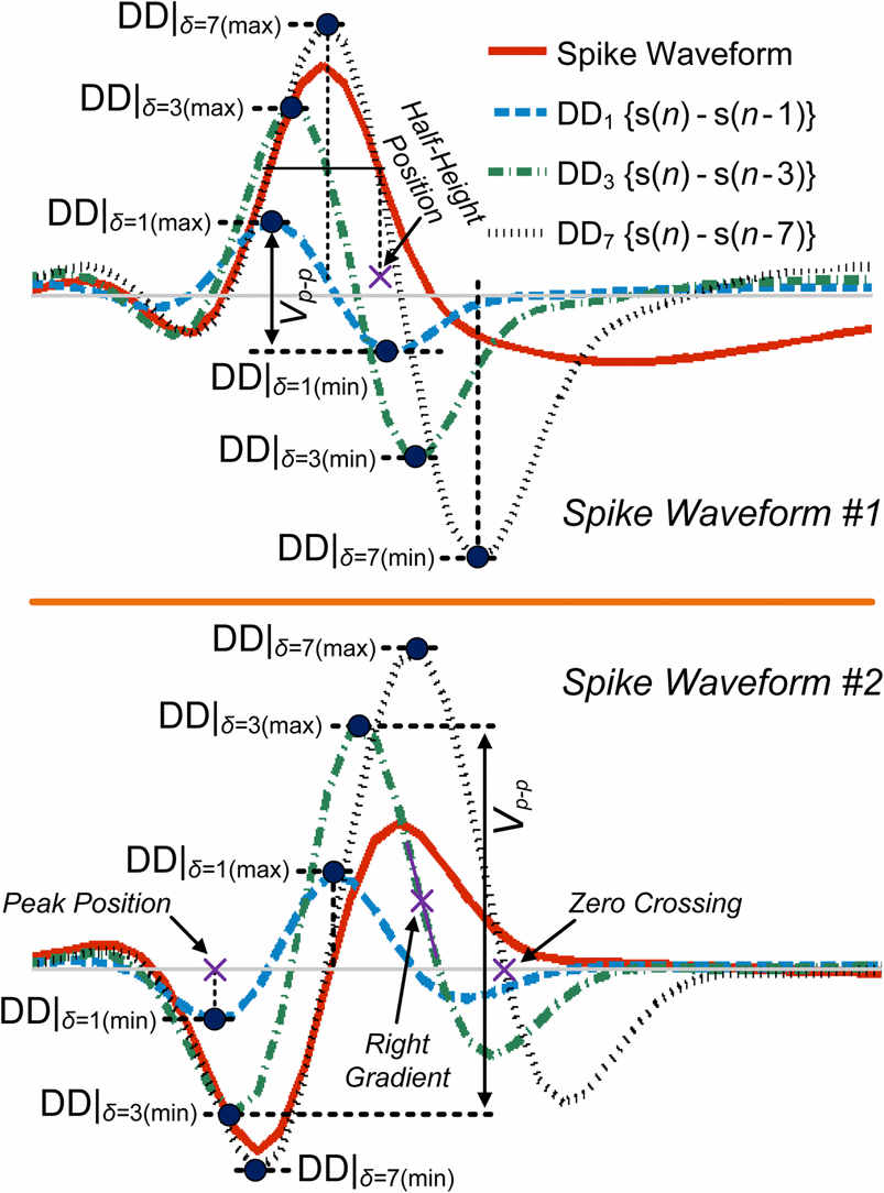 Two-spike-waveforms-spike-shapes-and-their-discrete-derivatives-Positive-peaks.png