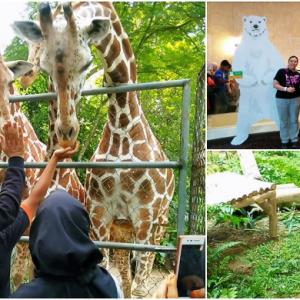 【申请攻略分享】让你省下RM65入门票！到国家动物园当义工省钱又好玩！