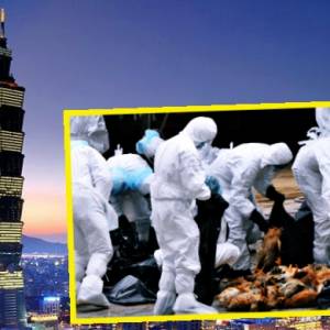 【国外情报】台湾禽流感大爆发！ 到台湾旅游的人要注意！