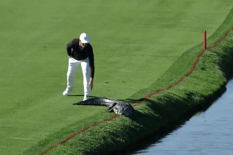 当高尔夫球手不容易，还得挑战鳄鱼