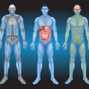医学界又发现“新的”人体器官！ “间质”或有助诊断癌症