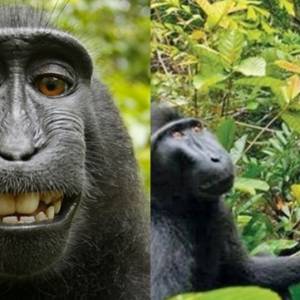 猴子按快门自拍，竟掀版权争议！版权归猴子还是摄影师？