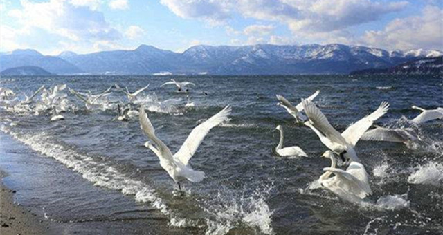 北海道之恋：在雪原仙境，与天鹅共浴