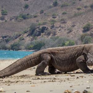 被偷走41只科莫多巨蜥 印尼关闭科莫多岛一年！