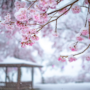 日本关东4月下起大雪  “雪樱”画面好唯美！