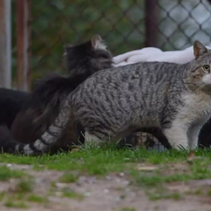 如何驱赶野猫进来居家范围大小便？ 前提是不要伤害到它们......