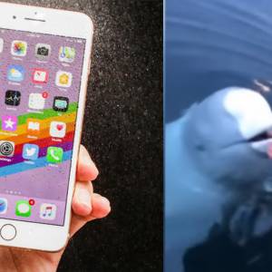 iPhone掉海里完蛋了？白鲸下一秒竟把手机物归原主