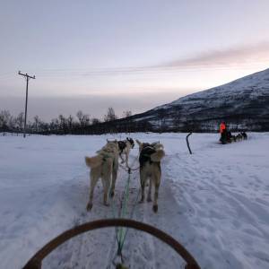 到挪威体验狗拉雪橇  “狗狗的体味令人难忘”