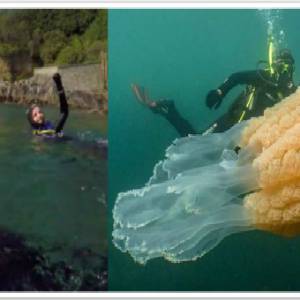 主持人潜水巧遇“巨型水母”  “体型竟然比成年人大！”