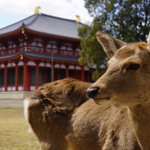 奈良公园花鹿回归山林，学会了自己觅食