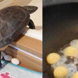 饲主把宠物龟蛋丢下锅煎，结果后悔了！