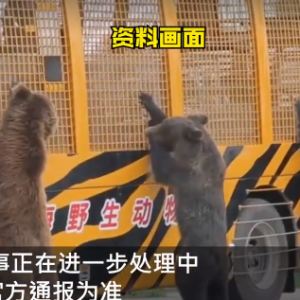 中国上海野生动物园饲养员  惨遭熊群袭击！